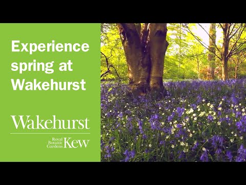 Experience spring at Wakehurst, Kew's ga