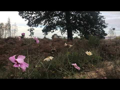 Helge Hommes & Saxana Schötschel Manheim / Lorien 2019 - 1