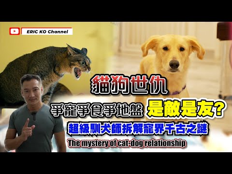 貓狗不合