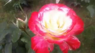 Evening of Roses ...( Erev Shel Shoshanim)  cello - Sheku Kenneh Mason