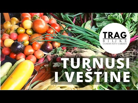 TOURNAMENTS AND SKILLS - RESULTS - TRY IT! (2021) [TRACE OF THE PLANT]