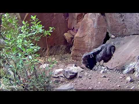 Condor #871 Shows Off a One-legged Wing Stretch – August 14, 2017