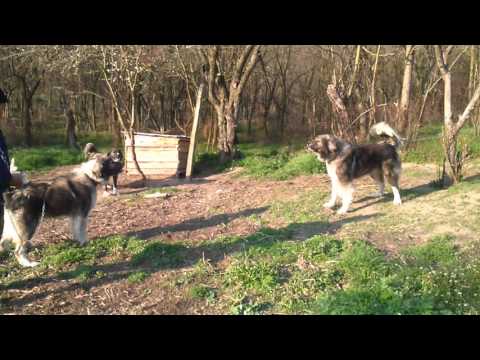 Câini lui Nelu Moldoveanu din Poroina Mare