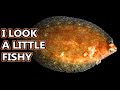 Flounder Flatfish Facts The ONE SIDED FISH Animal Fact Files