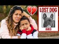 Our DOG IS MISSING!! HELP US FIND HIM.. | The Royalty Family