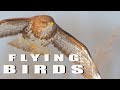 BIRDS IN FLIGHT 2