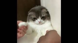 何するねんっと気乗りしない猫 #shorts