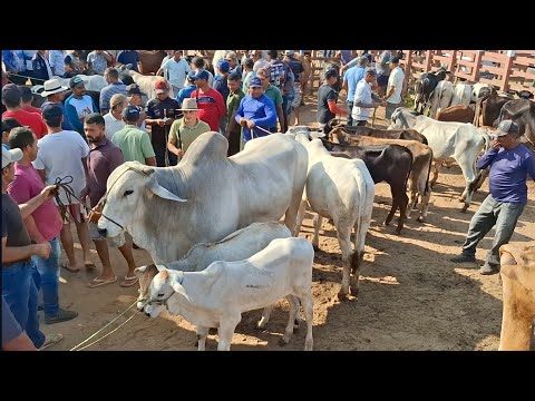 FEIRA DE GADO DE LAGOA DE PEDRAS-RN 24.08.2026