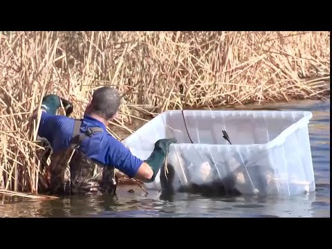 Dead geese removed near Lubbock water treatment plant amid bird flu outbreak