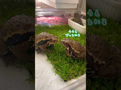 園芸 両生類、バトラキアン、カエル、ヒキガエル