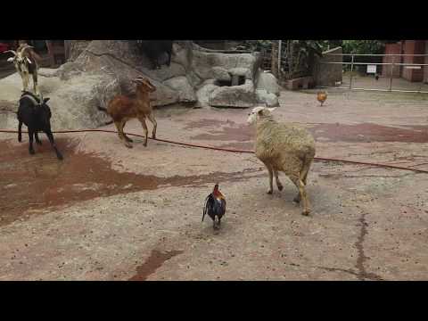 Very funny - goats vs sheep at the Boo Boo Zoo / East Maui Animal Refuge EMAR