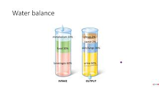 Water Intake and Output