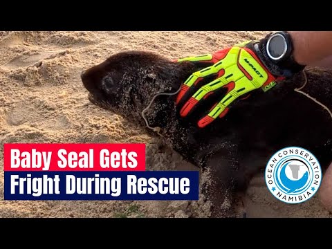 Baby Seal Gets Big Fright During Rescue