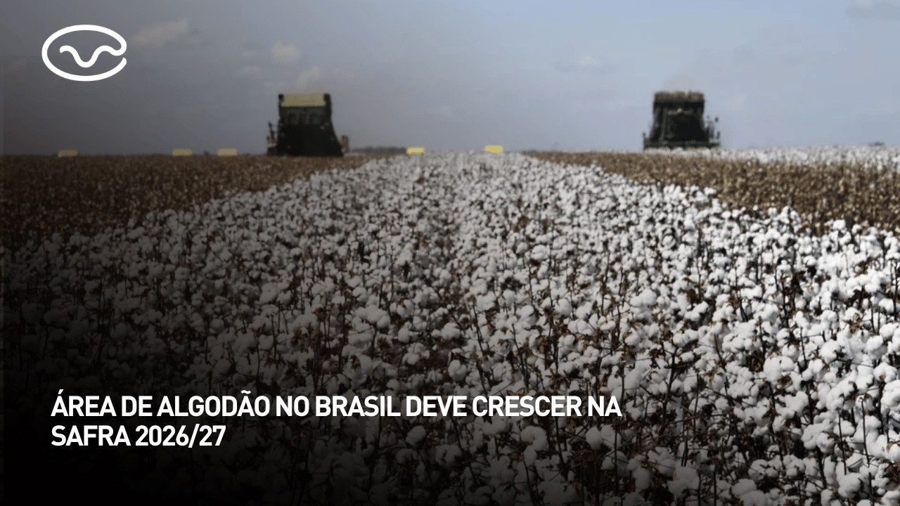 Área de algodão no Brasil deve crescer na safra 2026/27