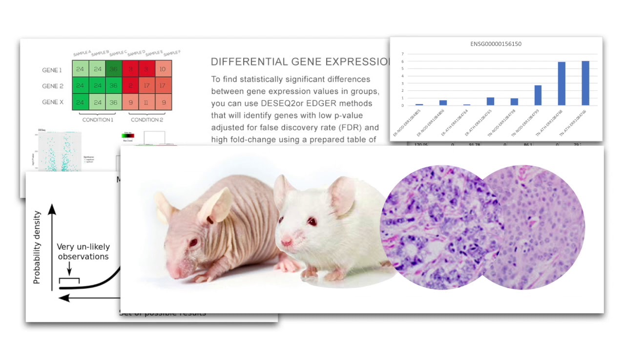 Transcriptomics 2 - Summary Presentation