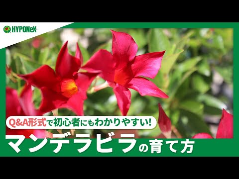 ディプラデニアにはたくさんの水が必要ですか ディプラデニアに水をやる方法 冬に持ち込んだ場合 肥料ポットのメンテナンス 秋の葉