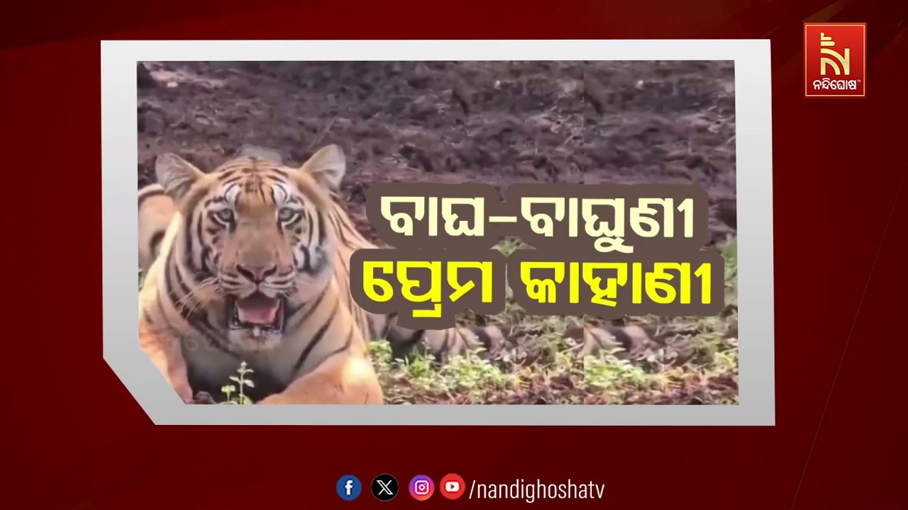 🔴 Live | ବାଘ-ବାଘୁଣୀ ପ୍ରେମ କାହାଣୀ