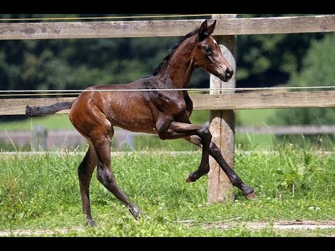 Foundation x Fürst Heinrich*2018