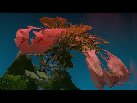 Niko Barisas - Problema