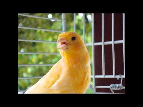 Canário Belga campainha.