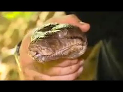 Thumbnail of the video: Capturing an Angry Python | Expedition Borneo | BBC Studios