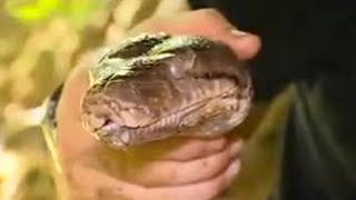 Capturing an Angry Python | Expedition Borneo | BBC Studios