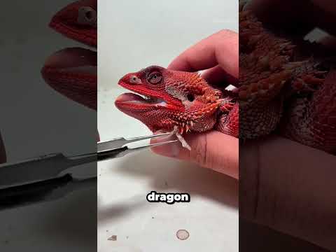 See What Happens When Old Skin Comes Off a Bearded Dragon!