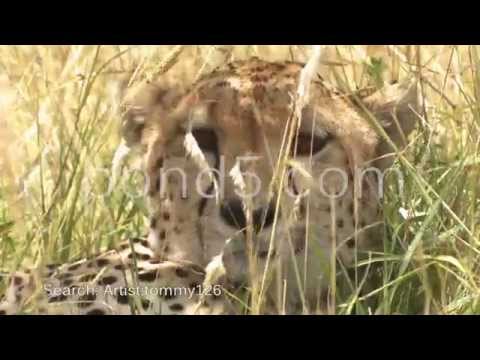 Beautiful wild animals - Africa