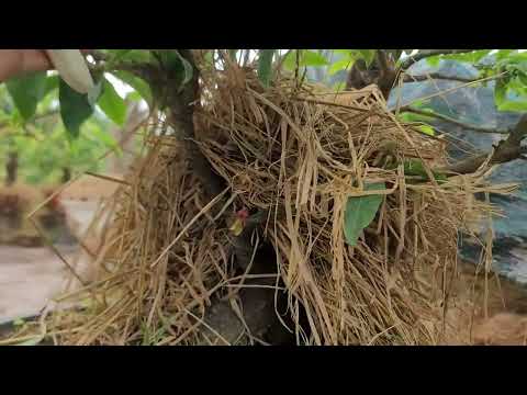 Cắt Tỉa - Thay Chất Trồng Cho Cây Mai Sau Khi Chơi Tết