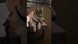 Alaskan Malamute Puppies Videos