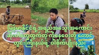 ကိုနေဝေးတို့ ဝါ စိုက်တဲ့နေ့
