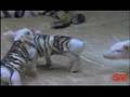 Tiger befriends piglets in zoo - YouTube Tiger befriends piglets in zoo - YouTube