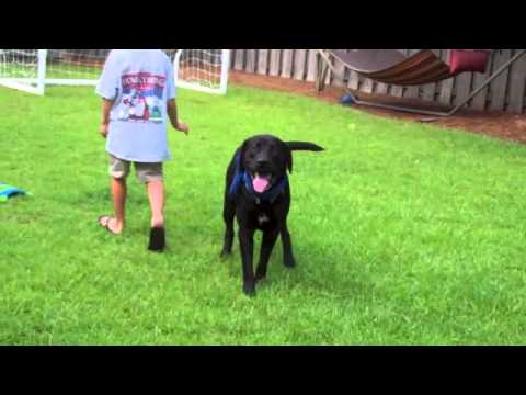 Dakota #19, an adopted Black Labrador Retriever Mix in Killingworth, CT_image-1