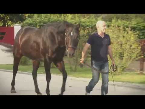MOSS VALE, étalon au Haras des Faunes chez Alain Chopard - 2015
