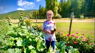 Fresh produce in garden - Vacation Rental In Montana - The Homesteading Honey