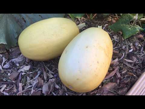 download lagu mp3 mp4 How To Tell If Spaghetti Squash Is Ready To Pick, download lagu How To Tell If Spaghetti Squash Is Ready To Pick gratis, unduh video klip How To Tell If Spaghetti Squash Is Ready To Pick