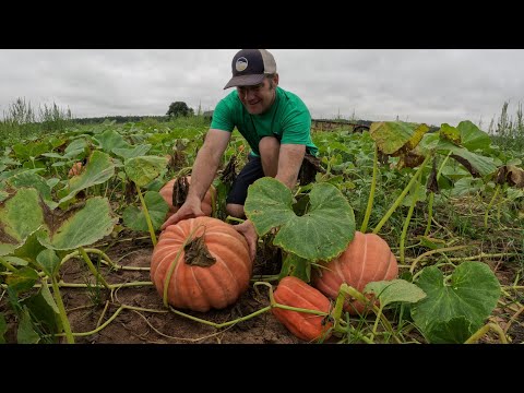 Fall Pumpkin Harvest in Georgia!
