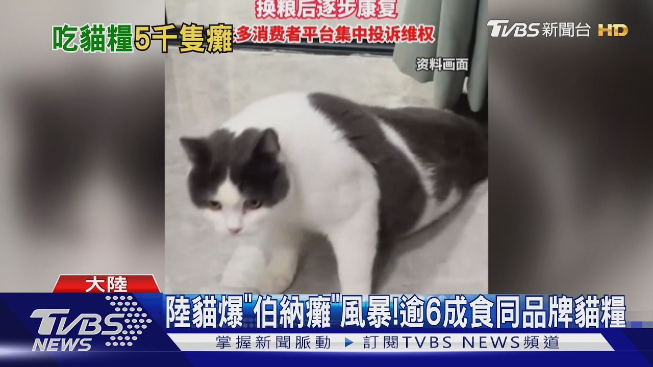 陸逾5千貓詭癱瘓!6成都吃「這品牌」 心碎畫面曝…業者回應了
