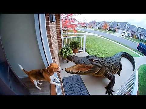 That Really Happened in People's Backyards