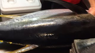 マグロの解体ショー 初心者なので・・・刺し身居酒屋シーサー鮮魚