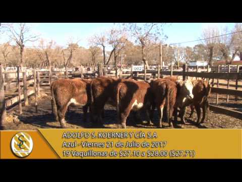 21-07-17 Venta de Hacienda al kilo - Adolfo S Koerner - Azul