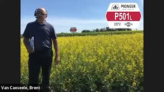 Pioneer Protector® Canola Hybrid P501L