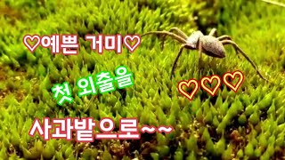 사과밭에 예쁜 거미가 나타났어요