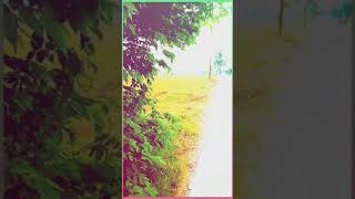 Download lagu STORY WA 'NONA' ( IWAN FALS )  https://youtu.be/Vs9GRGhao5o mp3