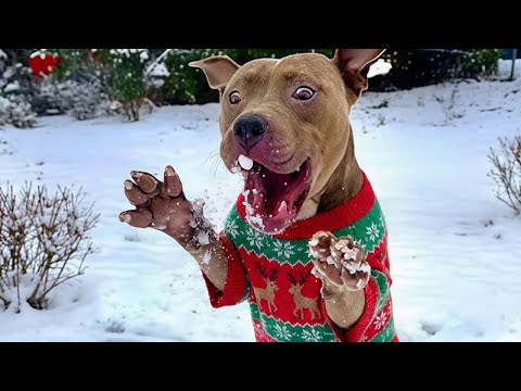 Des chiens hilarants flippent pour leur premier Noël ! 🤣 funny animals video 2025