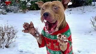 Des chiens hilarants flippent pour leur premier Noël ! 🤣 funny animals video 2025