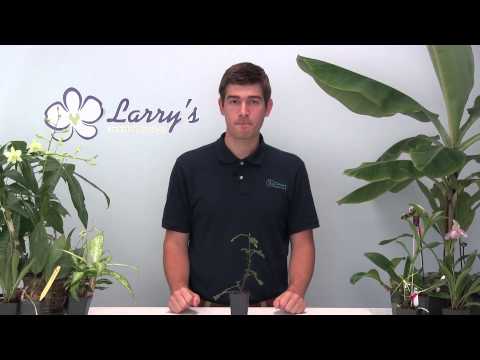 How to Grow REAL Giant Sequoia at Home!