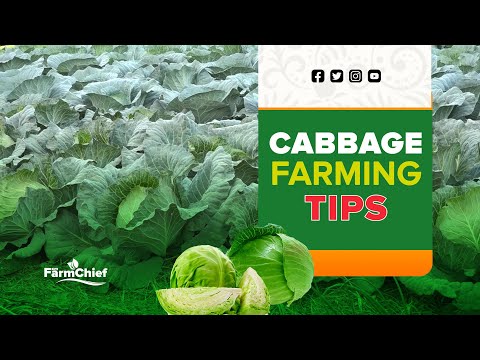 , title : 'TOP 3 CABBAGE VARIETIES SUITABLE FOR EVERY FARMER'