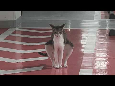 The Funniest CATS of 2026 So Far 😂 NEW Funny Cat Videos!