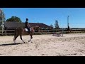 Caballo castrado Lusitano En venta 2019 Alaz&aacute;n por EROS 